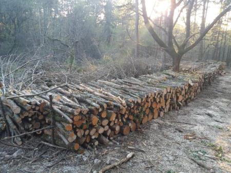 Agrarna skupnost Vrhpolje je najbolj skrbni lastnik gozda v Kraškem GGO 1
